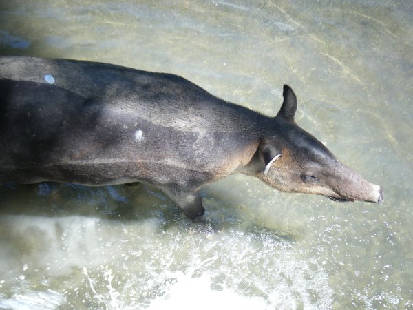 Tapir at zoo
