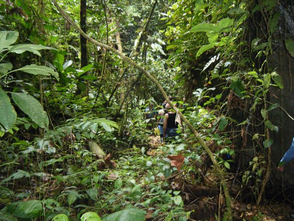Hike in the Amazon
