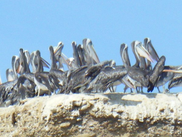 Lots of Pelicans