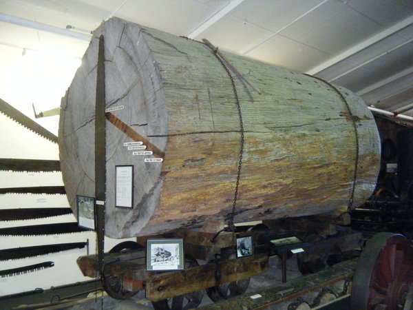 Log in Kauri museum