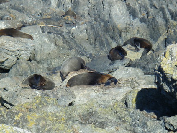 Sealions on the beach