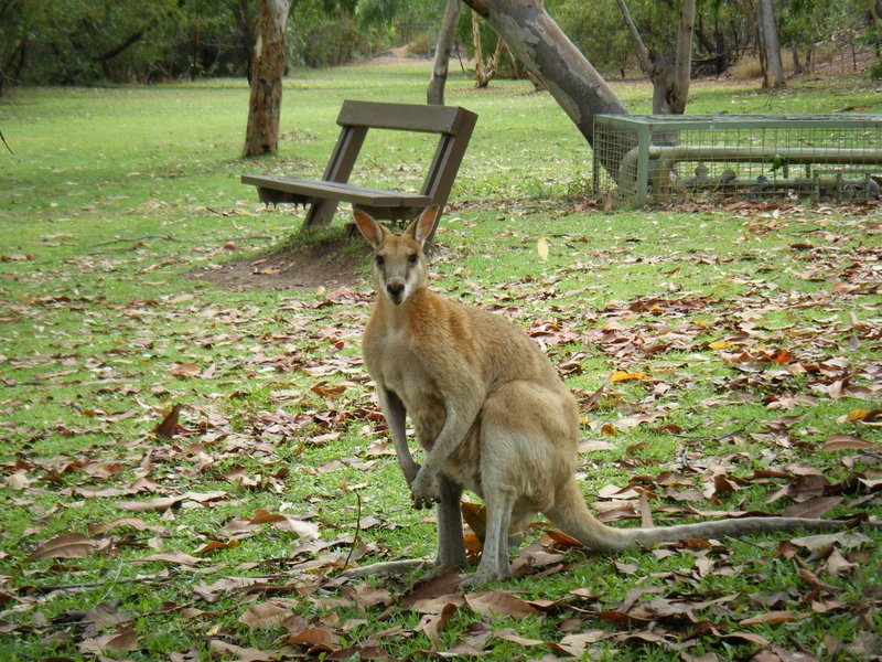 Kangaroo at Katherine Gorge