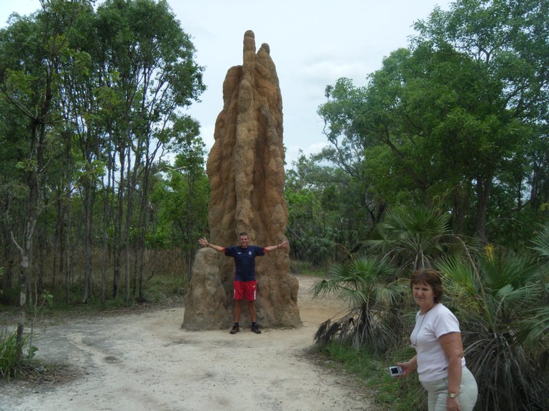 Large Termite nest