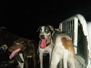 Pig hunting dogs