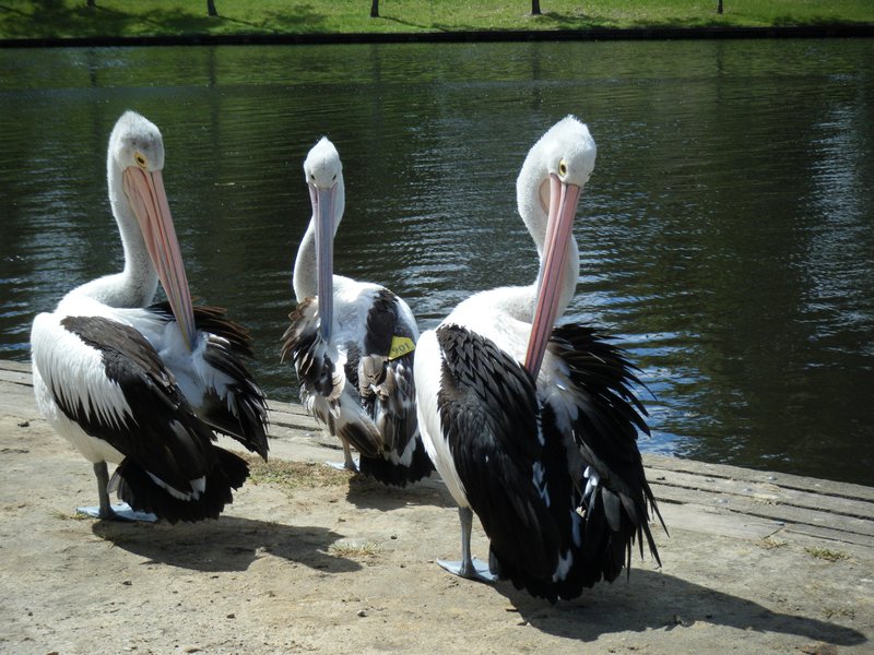 Real pelicans!