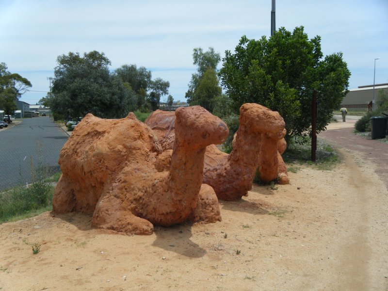 Camels at Alice