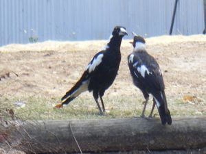 Feeding the Magpies