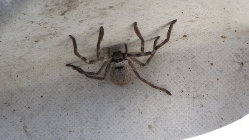 Another big spider! 