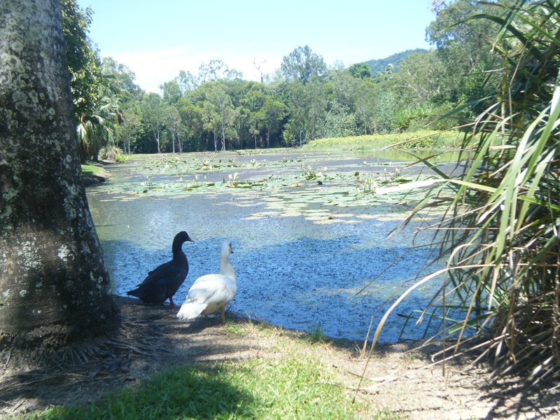Cairns lakes / ponds!