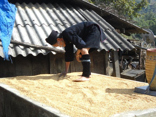 Drying rice