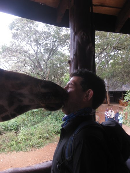 Dont Feed The Giraffe