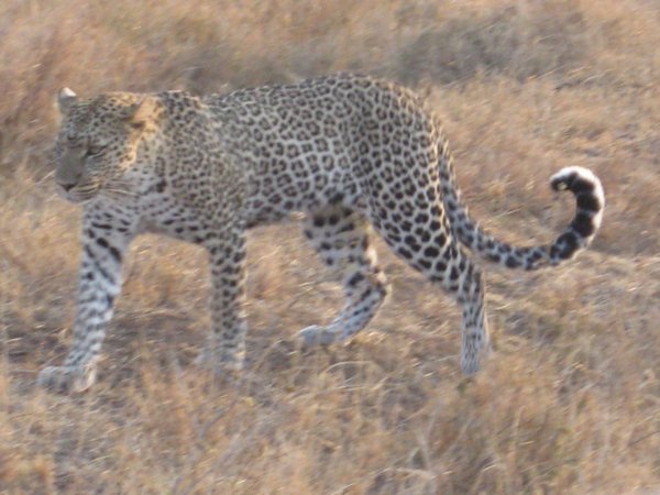 Another Leopard