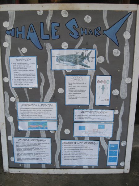 Search For Whale Sharks