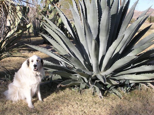Allie n A big old cactus