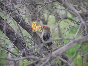 Gila Woodpecker 