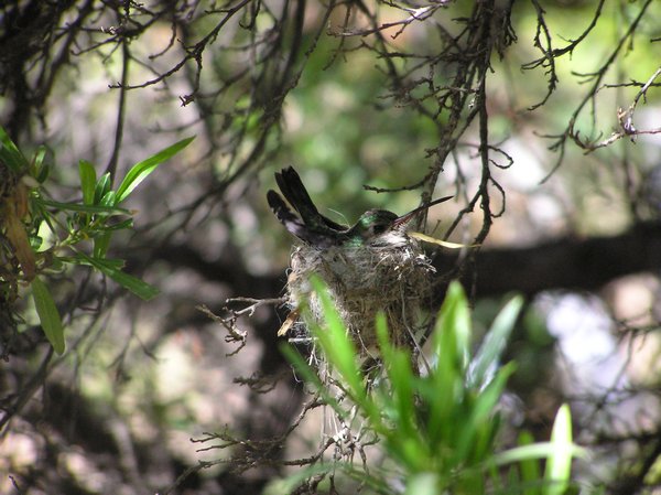 Hummingbird on the nest