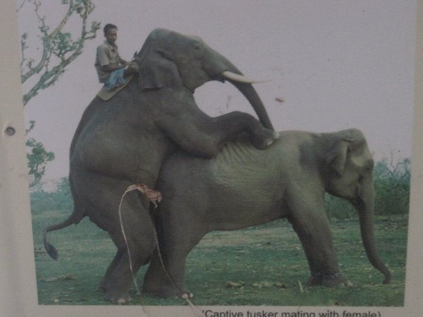 Elephant Pervert
