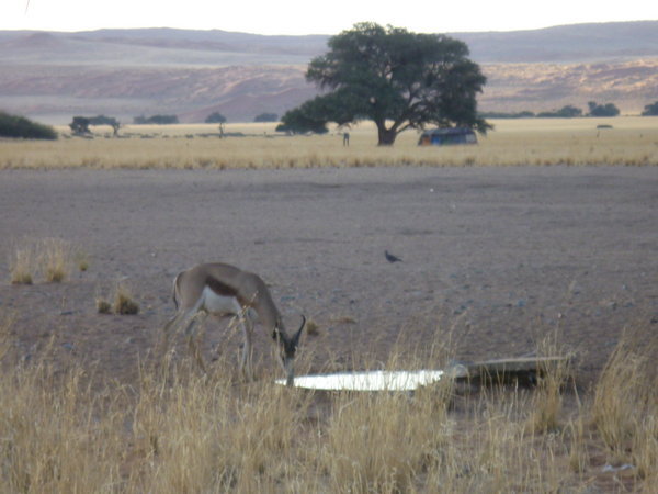 Springbok drinking - Sesriem Campsite