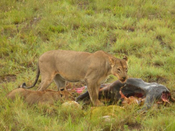 lioness with kill - Botswana