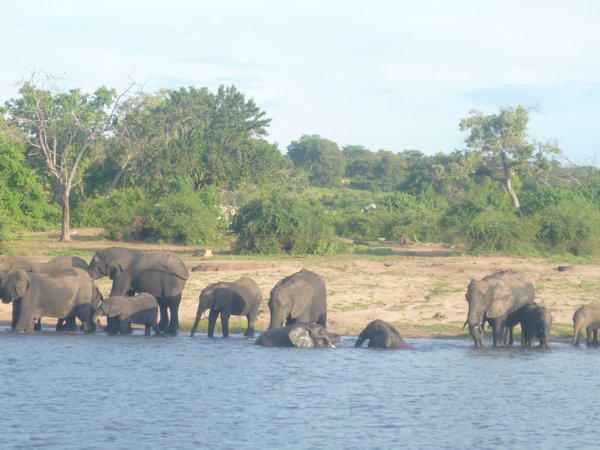 elephant herd drinking - chobe river