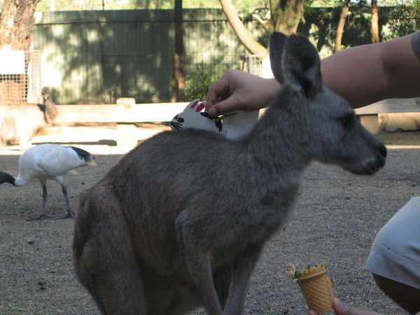Hopper on a Kangaroo