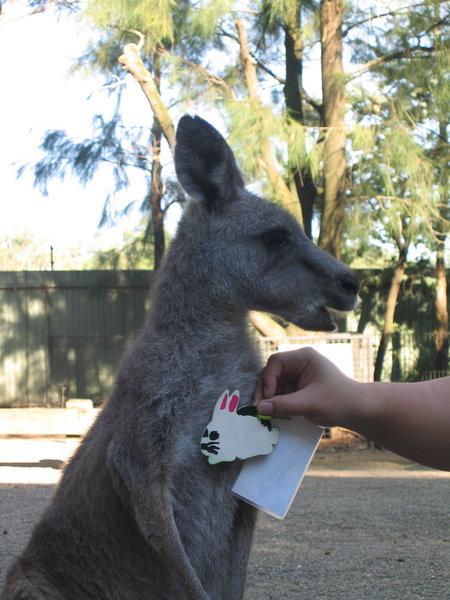 Hopper and another kangaroo