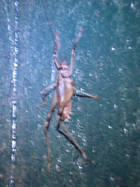 Cicada in the bathroom