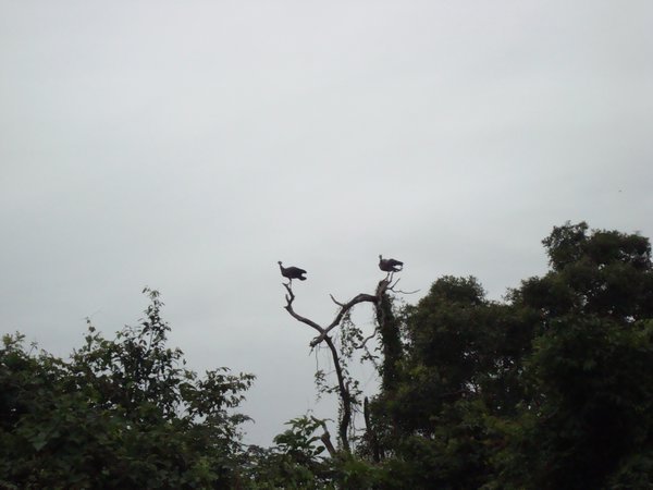 Condor de las pampas
