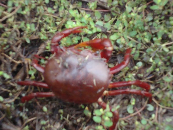 Pampas crab