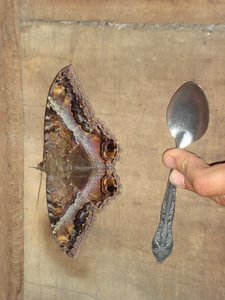 A huge moth