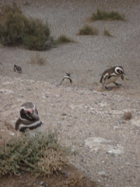 Magellan penguins