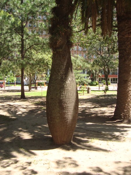 palo borracho tree