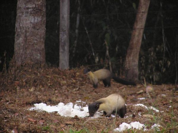 Yellow Martens Having a Rice Lunch