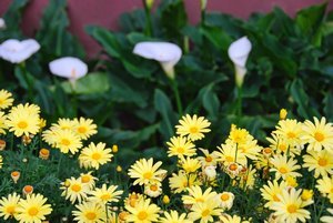 Daisies and Canna Lilies
