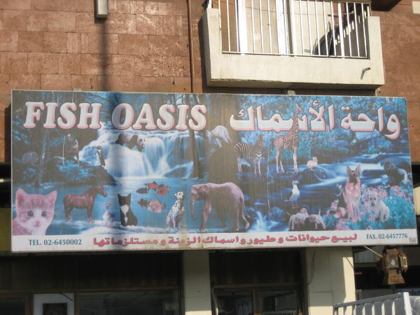Fish Oasis