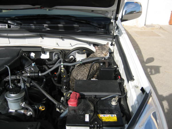 Why did the cat sleep on the engine?