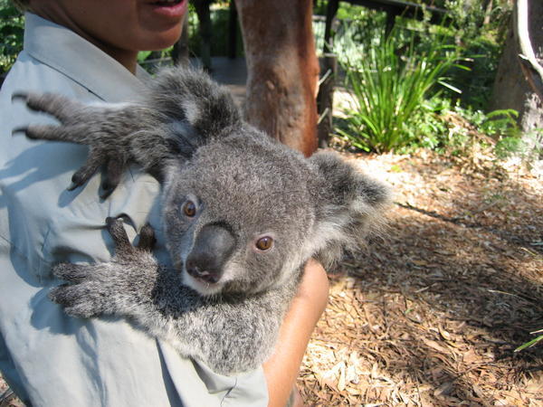 Koalas are sluts