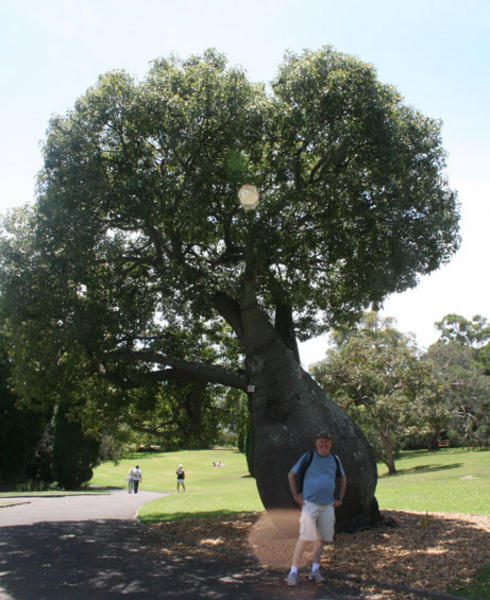 Dad and a big tree