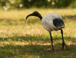 Ibis in the park
