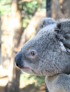 Mr Koala