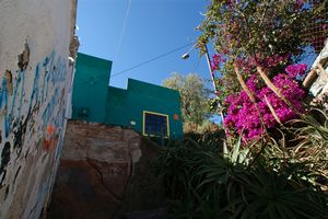 Graffiti and flowers, Guanajuato