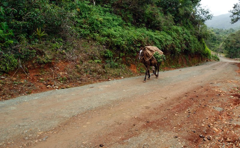Six legged donkey, Baracoa