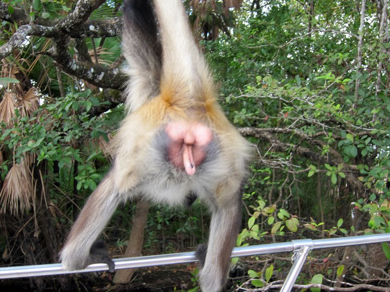 Monkey showing what he thinks of us, Lamanai