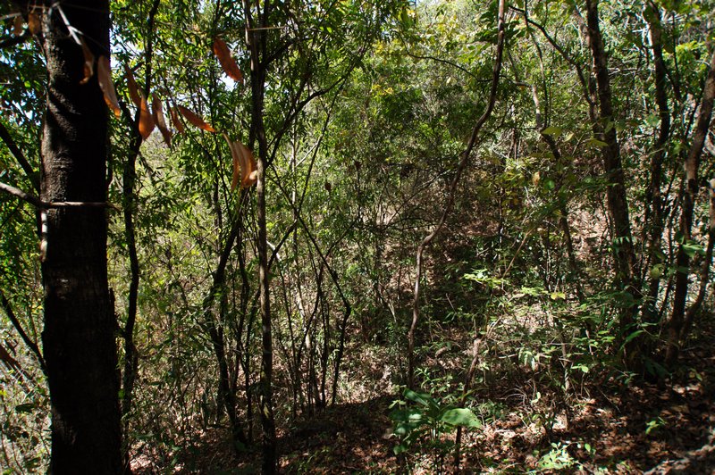 Bush Track, near Mozote, El Salvador