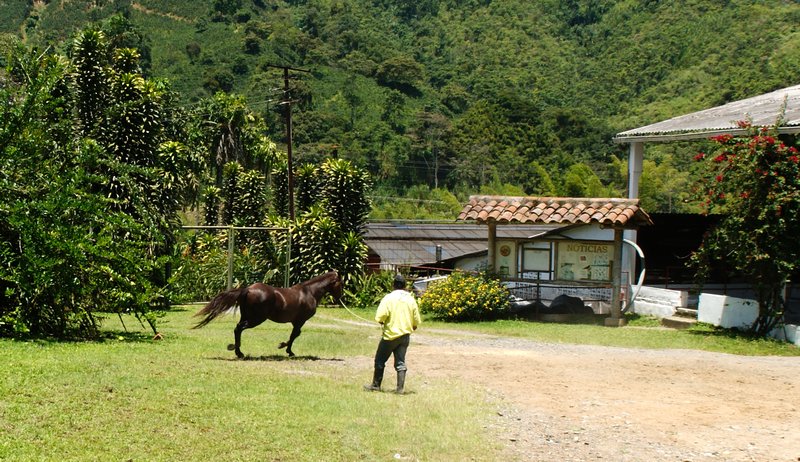A Colombian walking horse