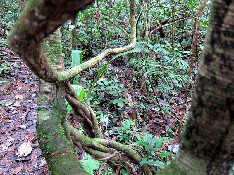 Cuyabeno jungle