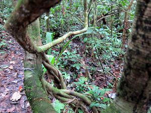 Cuyabeno jungle