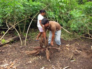 digging cassava
