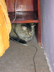 Cat and the mouse hole