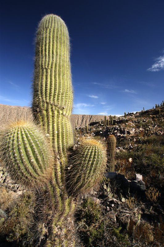 Cactus, Tilcará